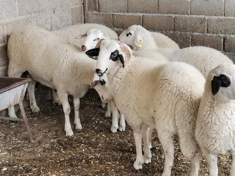 Afyon yöresi kurbanlık koyunlar