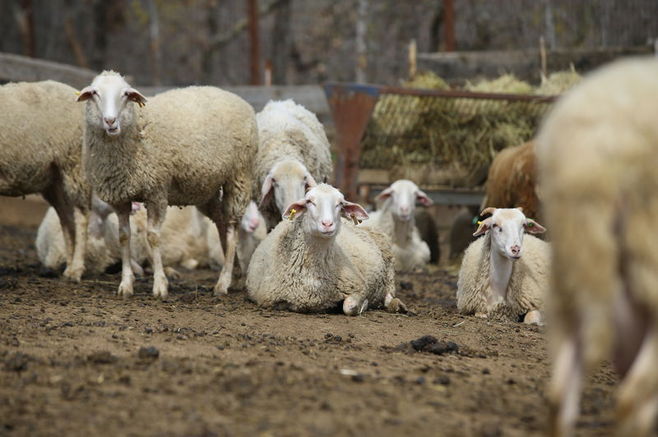 Hijyenik paketleme ve dağıtım hazırlığı