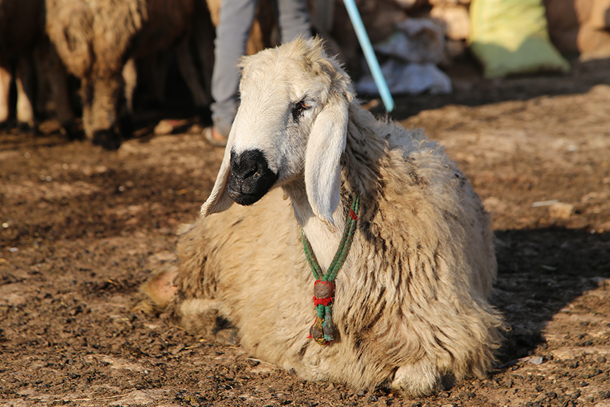 Diyarbakır kuyruklu koyun teslimi