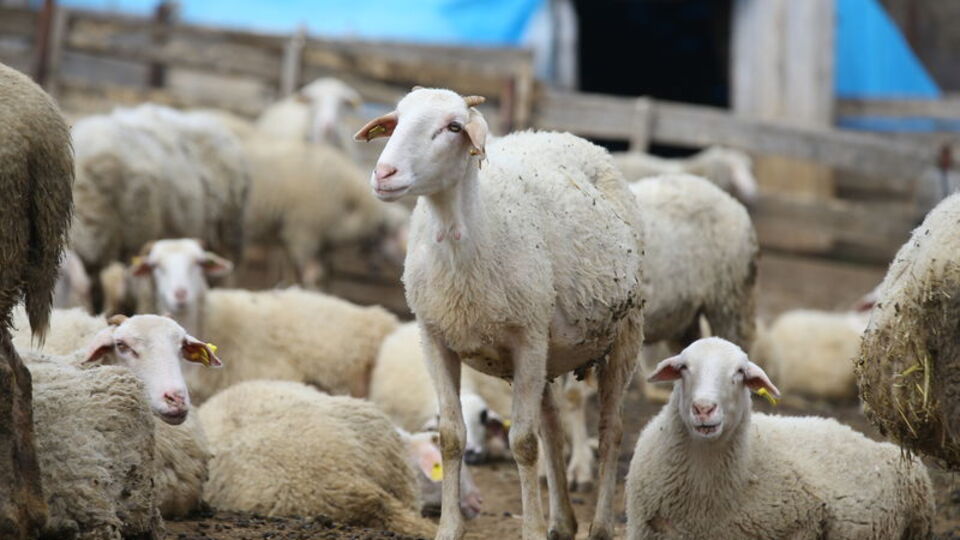 Merkezde kurban seçimi yapan aile