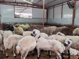 Zeytinburnu Adak Kurban Merkezi fotoğrafı 1