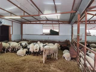 Zeytinburnu Adak Kurban Merkezi fotoğrafı 2