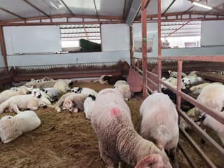 Zeytinburnu Adak Kurban Merkezi fotoğrafı 5