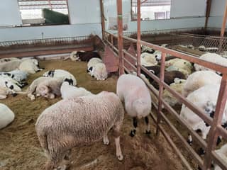 Zeytinburnu Adak Kurban Merkezi fotoğrafı 4