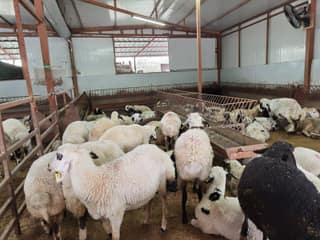 Zeytinburnu Adak Kurban Merkezi fotoğrafı 3