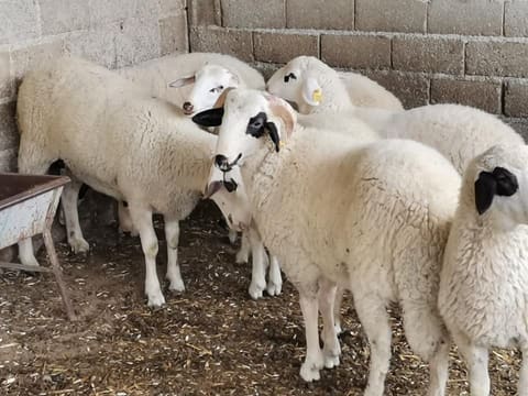 Afyon yöresi kurbanlık koyunlar - Zeytinburnu Adak Kurban Merkezi veteriner kontrollü besi koyunu
