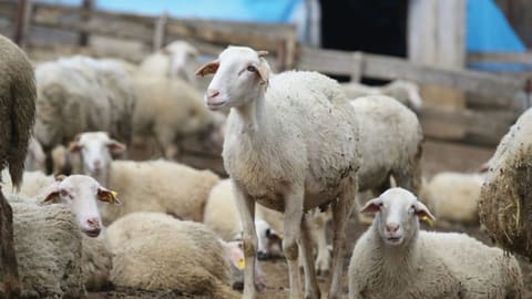Kıvırcık koyun kurbanlık - Zeytinburnu Adak Kurban Merkezi helal kurbanlık koyun çeşitleri