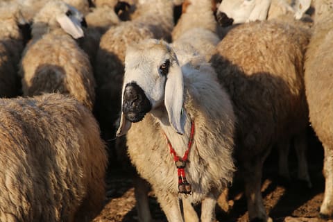Urfa kuyruklu koyun sürüsü - Zeytinburnu Adak Kurban Merkezi'nde helal kesim için hazır koyunlar